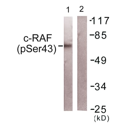 Western Blot - Anti-C-RAF (phospho Ser43) Antibody (A0893) - Antibodies.com
