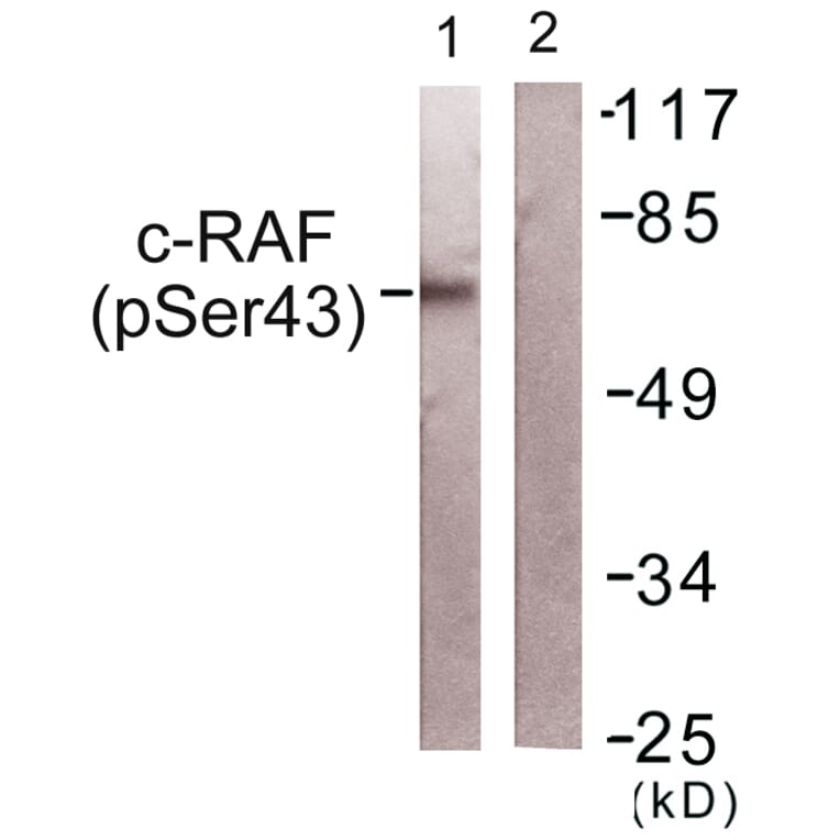 Western Blot - Anti-C-RAF (phospho Ser43) Antibody (A0893) - Antibodies.com