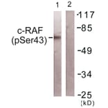 Western Blot - Anti-C-RAF (phospho Ser43) Antibody (A0893) - Antibodies.com