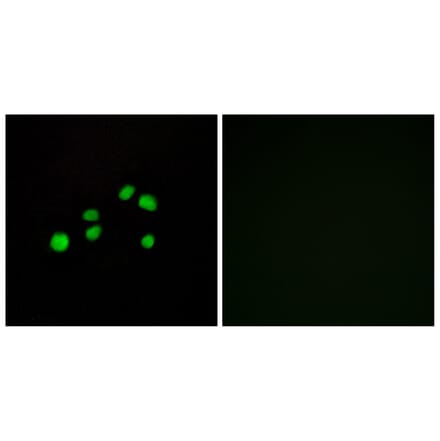 Immunofluorescence - Anti-Collagen XXIII alpha1 Antibody (C12226) - Antibodies.com