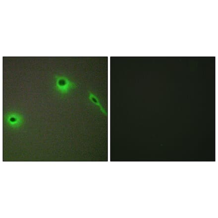 Immunofluorescence - Anti-Collagen XVIII alpha1 Antibody (C12223) - Antibodies.com
