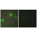 Immunofluorescence - Anti-Collagen XVIII alpha1 Antibody (C12223) - Antibodies.com