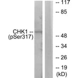 Western Blot - Anti-Chk1 (phospho Ser317) Antibody (A7041) - Antibodies.com