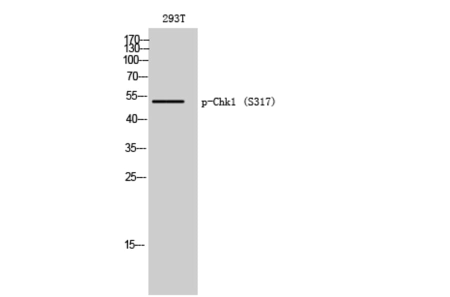 Western Blot - Anti-Chk1 (phospho Ser317) Antibody (A7041) - Antibodies.com