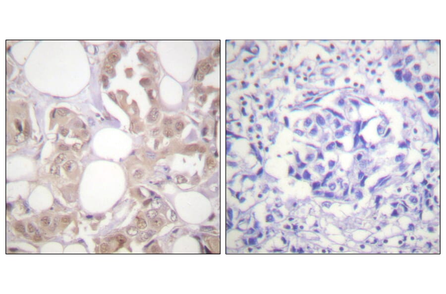 Immunohistochemistry - Anti-CDK7 (phospho Thr170) Antibody (A0857) - Antibodies.com