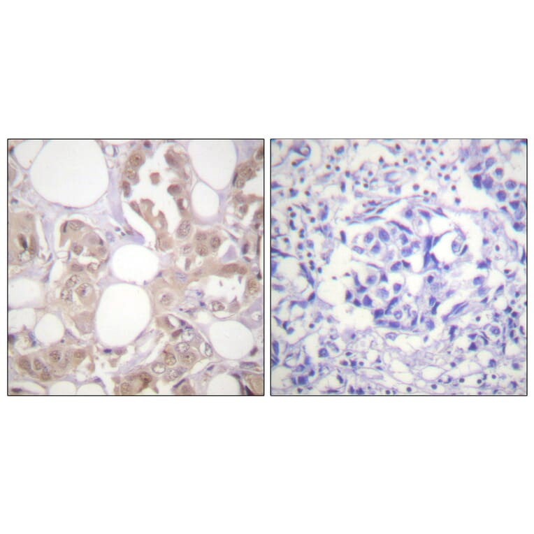 Immunohistochemistry - Anti-CDK7 (phospho Thr170) Antibody (A0857) - Antibodies.com