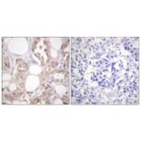 Immunohistochemistry - Anti-CDK7 (phospho Thr170) Antibody (A0857) - Antibodies.com