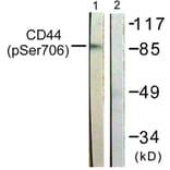 Western Blot - Anti-CD44 (phospho Ser706) Antibody (A0847) - Antibodies.com