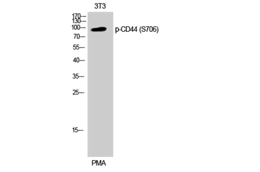 Western Blot - Anti-CD44 (phospho Ser706) Antibody (A0847) - Antibodies.com
