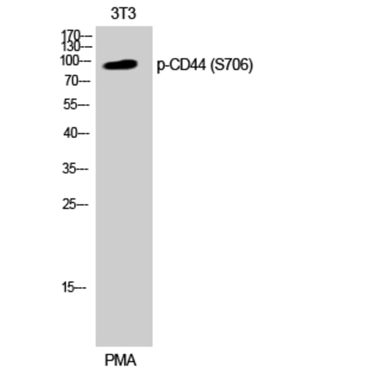 Western Blot - Anti-CD44 (phospho Ser706) Antibody (A0847) - Antibodies.com