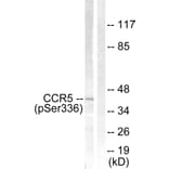 Western Blot - Anti-CCR5 (phospho Ser336) Antibody (A0061) - Antibodies.com