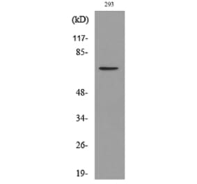 Western Blot - Anti-BMAL1 (acetyl Lys538) Antibody (D12105) - Antibodies.com