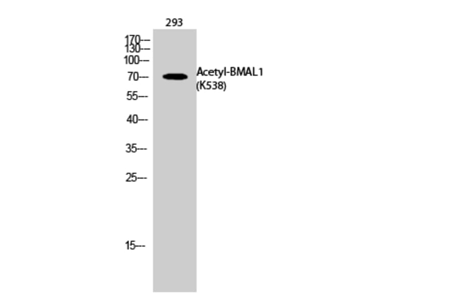 Western Blot - Anti-BMAL1 (acetyl Lys538) Antibody (D12105) - Antibodies.com