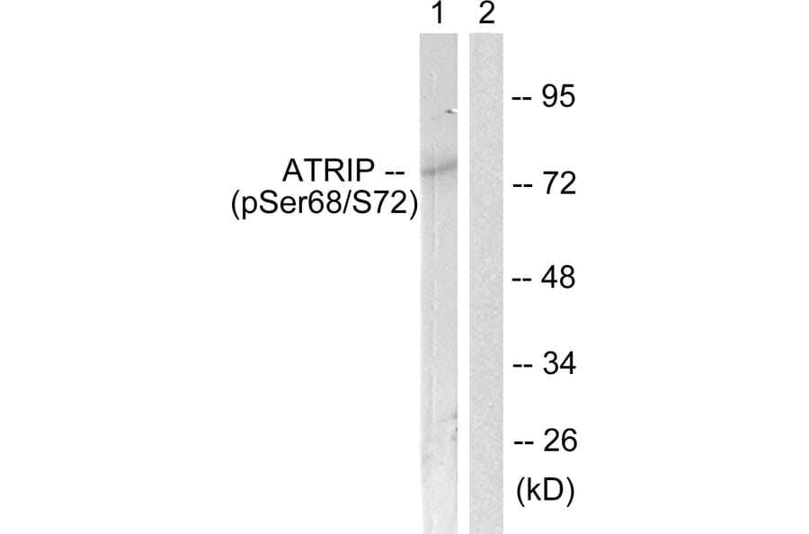 Western Blot - Anti-ATRIP (phospho Ser68) Antibody (A0772) - Antibodies.com