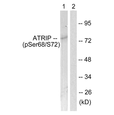 Western Blot - Anti-ATRIP (phospho Ser68) Antibody (A0772) - Antibodies.com