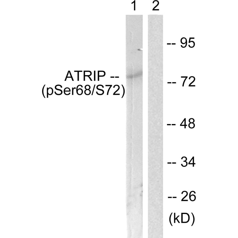 Western Blot - Anti-ATRIP (phospho Ser68) Antibody (A0772) - Antibodies.com