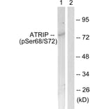 Western Blot - Anti-ATRIP (phospho Ser68) Antibody (A0772) - Antibodies.com