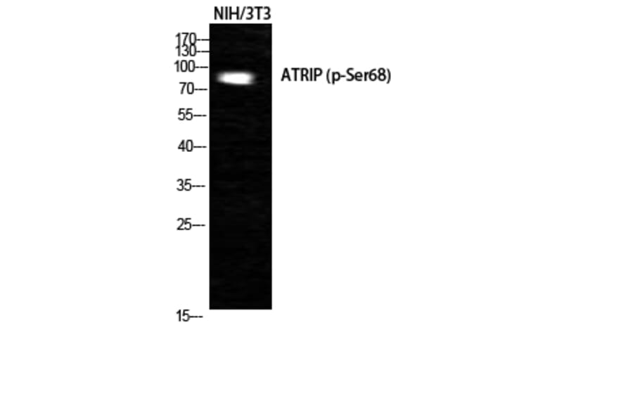 Western Blot - Anti-ATRIP (phospho Ser68) Antibody (A0772) - Antibodies.com