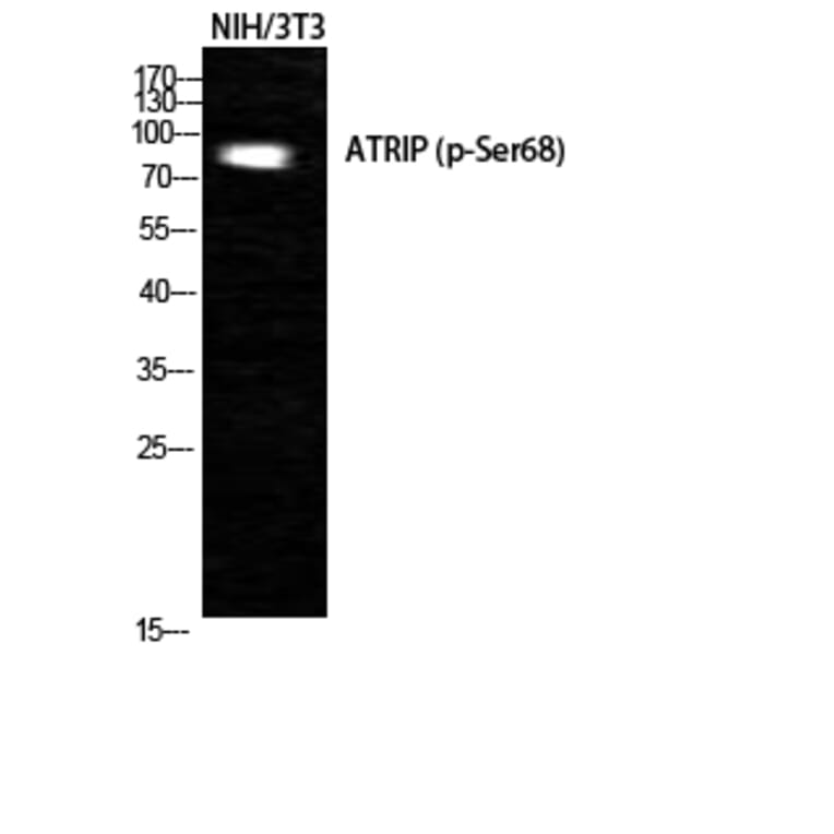 Western Blot - Anti-ATRIP (phospho Ser68) Antibody (A0772) - Antibodies.com