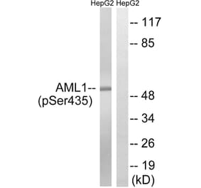 Western Blot - Anti-AML1 (phospho Ser435) Antibody (A8287) - Antibodies.com