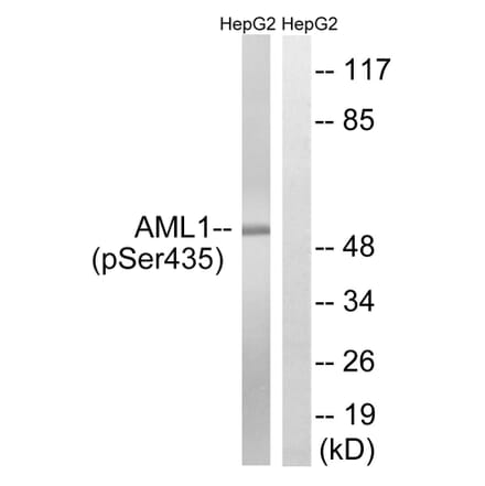 Western Blot - Anti-AML1 (phospho Ser435) Antibody (A8287) - Antibodies.com