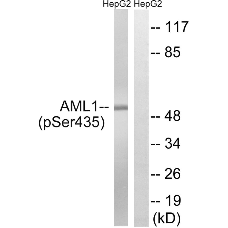 Western Blot - Anti-AML1 (phospho Ser435) Antibody (A8287) - Antibodies.com