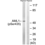 Western Blot - Anti-AML1 (phospho Ser435) Antibody (A8287) - Antibodies.com