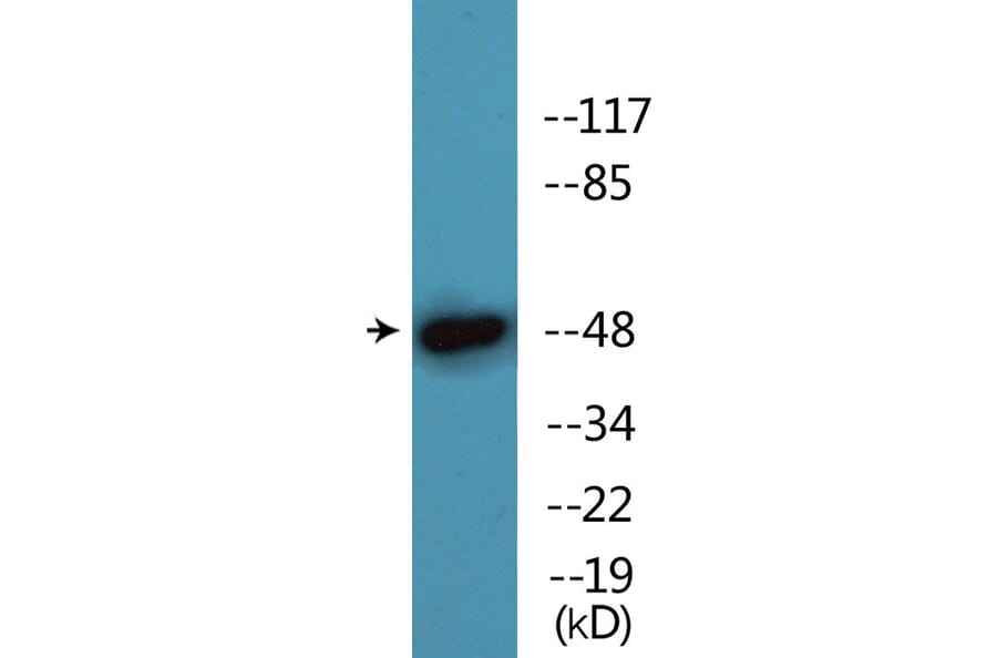 Western Blot - Anti-AML1 (phospho Ser435) Antibody (P12-1075) - Antibodies.com