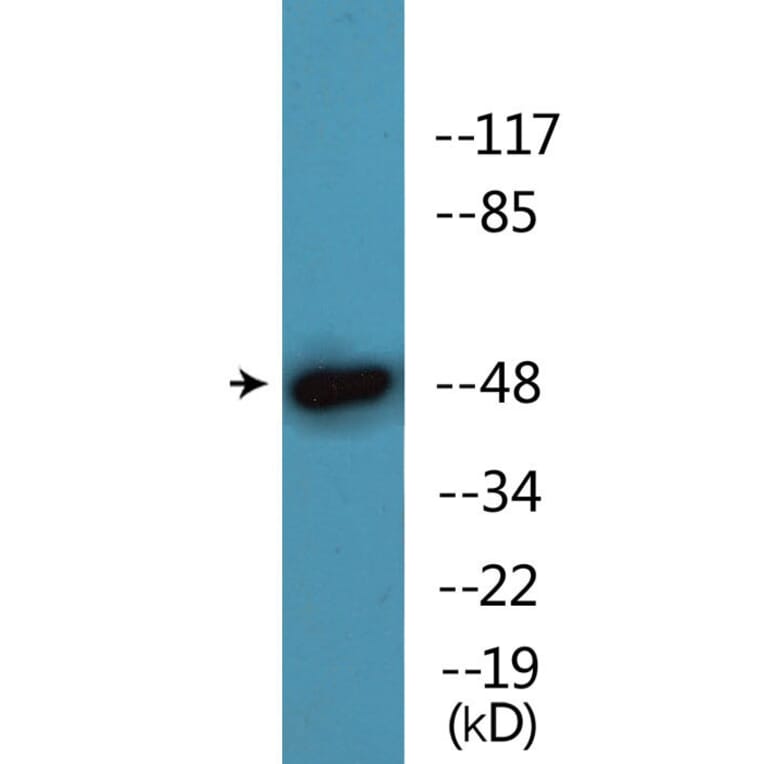 Western Blot - Anti-AML1 (phospho Ser435) Antibody (P12-1075) - Antibodies.com