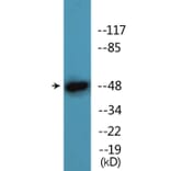 Western Blot - Anti-AML1 (phospho Ser435) Antibody (P12-1075) - Antibodies.com