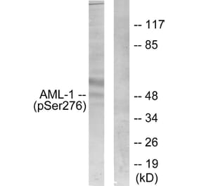 Western Blot - Anti-AML1 (phospho Ser276) Antibody (A0408) - Antibodies.com