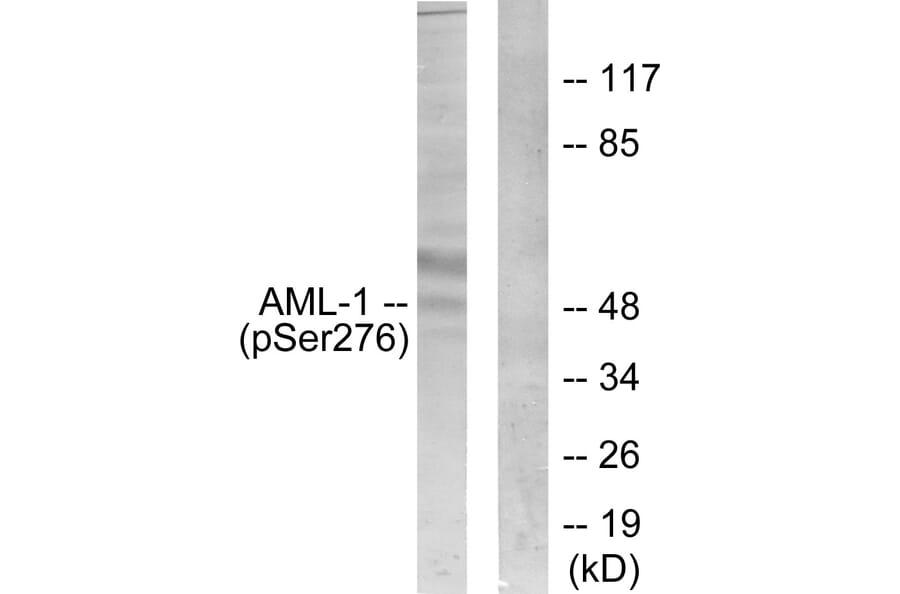 Western Blot - Anti-AML1 (phospho Ser276) Antibody (A0408) - Antibodies.com