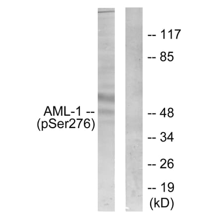 Western Blot - Anti-AML1 (phospho Ser276) Antibody (A0408) - Antibodies.com