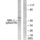 Western Blot - Anti-AML1 (phospho Ser276) Antibody (A0408) - Antibodies.com