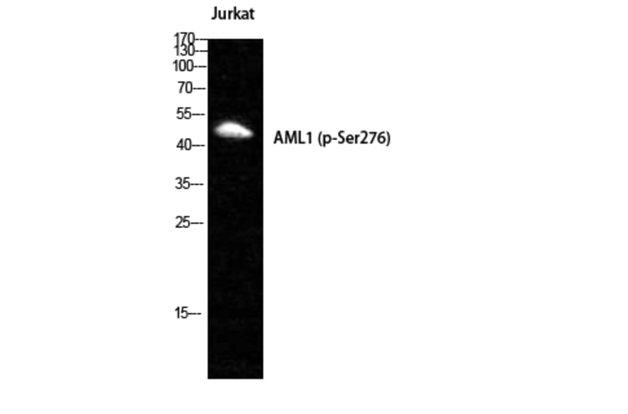 Western Blot - Anti-AML1 (phospho Ser276) Antibody (A0408) - Antibodies.com