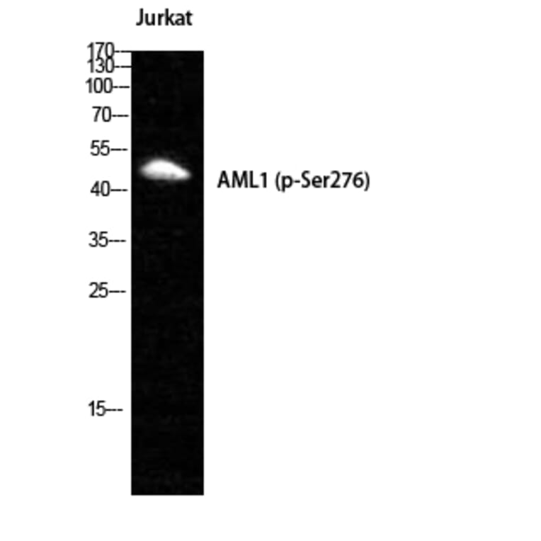 Western Blot - Anti-AML1 (phospho Ser276) Antibody (A0408) - Antibodies.com