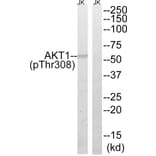 Western Blot - Anti-AKT1 (phospho Thr308) Antibody (A8483) - Antibodies.com