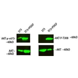 Western Blot - Anti-AKT1 (phospho Thr308) Antibody (A8483) - Antibodies.com