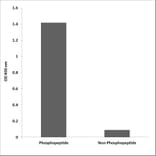 ELISA - Anti-AKT1 (phospho Thr308) Antibody (P12-1073) - Antibodies.com