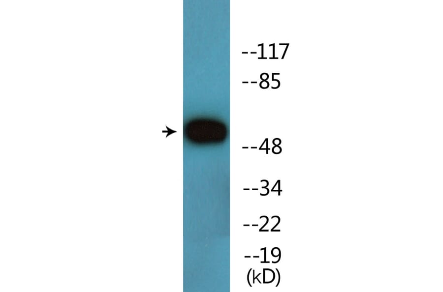 Western Blot - Anti-AKT1 (phospho Thr308) Antibody (P12-1073) - Antibodies.com