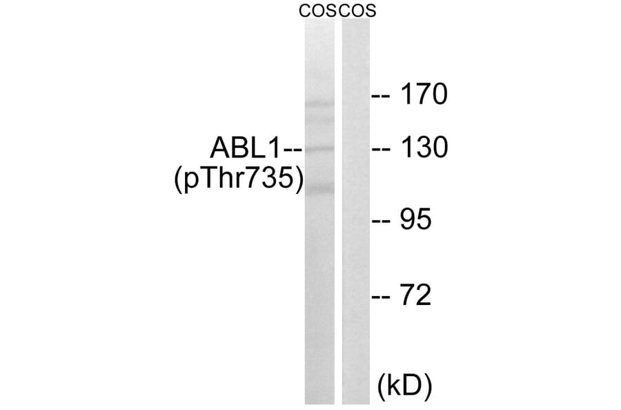 Western Blot - Anti-ABL1 (phospho Thr735) Antibody (A8074) - Antibodies.com