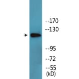 Western Blot - Anti-ABL1 (phospho Thr735) Antibody (P12-1071) - Antibodies.com