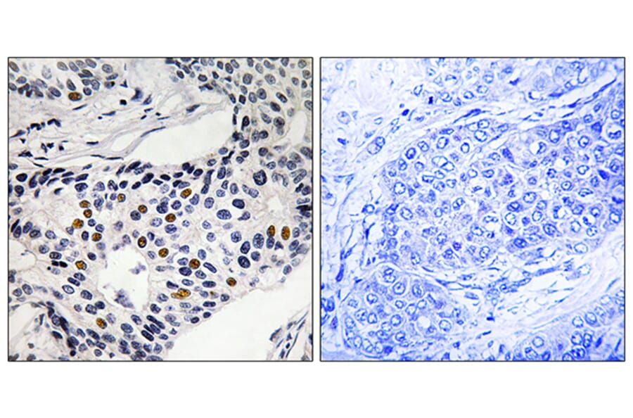 Immunohistochemistry - Anti-WEE1 (phospho Ser53) Antibody (A8199) - Antibodies.com