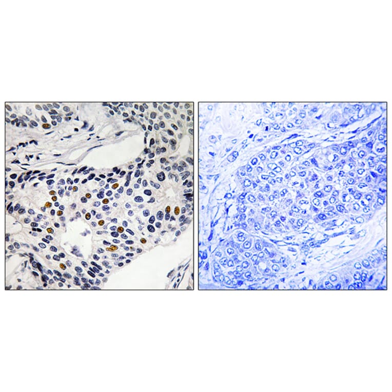 Immunohistochemistry - Anti-WEE1 (phospho Ser53) Antibody (A8199) - Antibodies.com