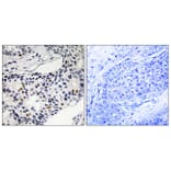 Immunohistochemistry - Anti-WEE1 (phospho Ser53) Antibody (A8199) - Antibodies.com