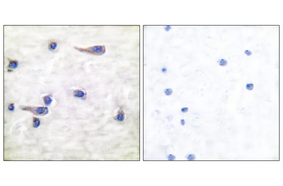 Immunohistochemistry - Anti-Tau (phospho Thr212) Antibody (A7246) - Antibodies.com