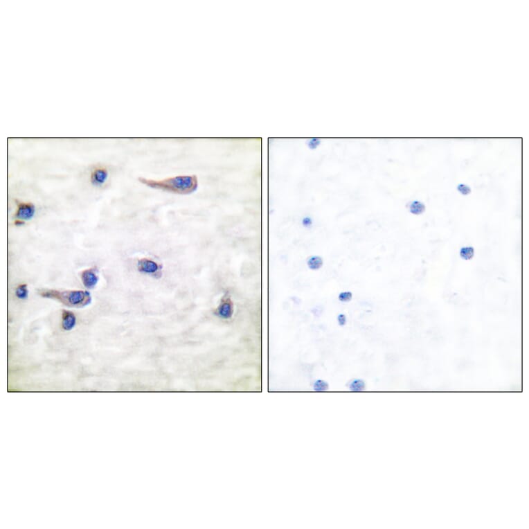 Immunohistochemistry - Anti-Tau (phospho Thr212) Antibody (A7246) - Antibodies.com