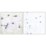 Immunohistochemistry - Anti-Tau (phospho Thr212) Antibody (A7246) - Antibodies.com