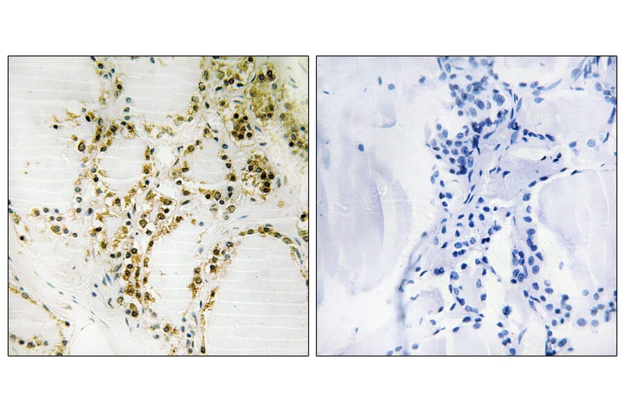 Immunohistochemistry - Anti-p300 (phospho Ser89) Antibody (A0528) - Antibodies.com