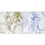 Immunohistochemistry - Anti-p300 (phospho Ser89) Antibody (A0528) - Antibodies.com